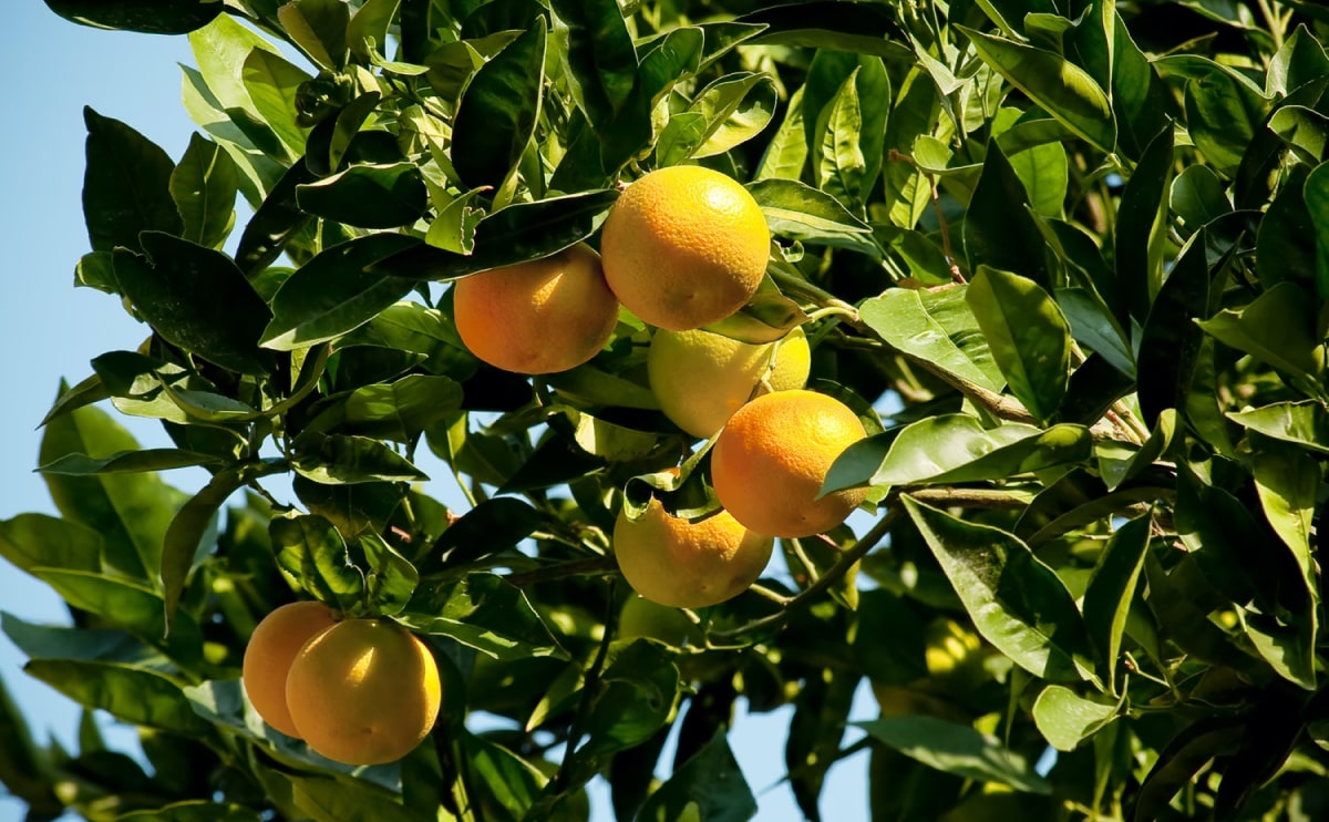 Organic Blog 9